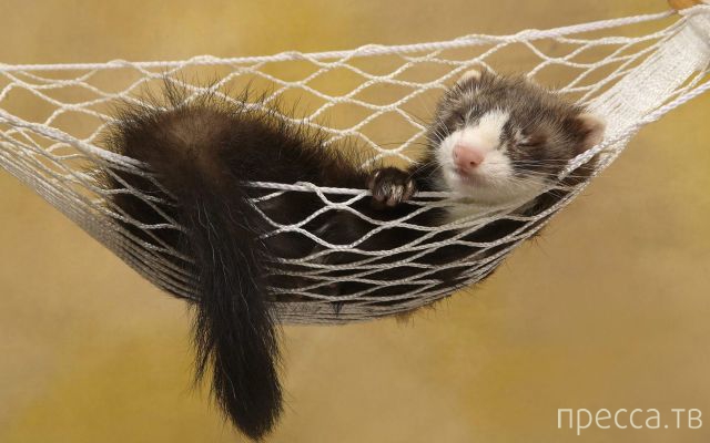 ����� �������� - �������� ��������, ����� 4 (48 ����)