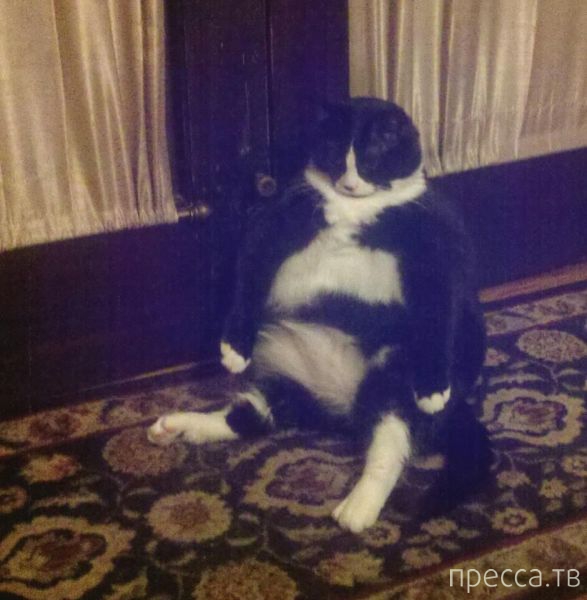 ����� �������� - �������� ��������, ����� 4 (48 ����)