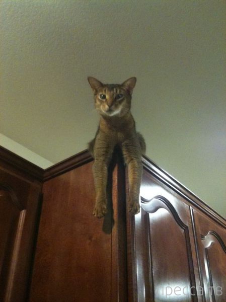 ����� �������� - �������� ��������, ����� 4 (48 ����)