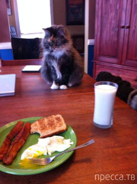 ����� �������� - �������� ��������, ����� 4 (48 ����)