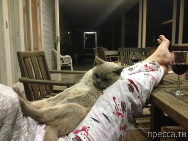 ����� �������� - �������� ��������, ����� 4 (48 ����)