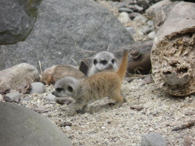 ����� �������� - �������� ��������, ����� 4 (48 ����)