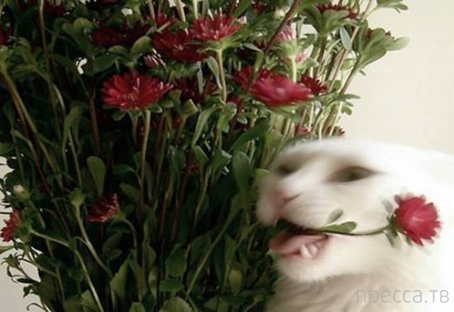 ����� �������� - �������� ��������, ����� 4 (48 ����)