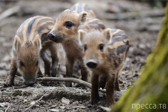 ����� �������� - �������� ��������, ����� 4 (48 ����)