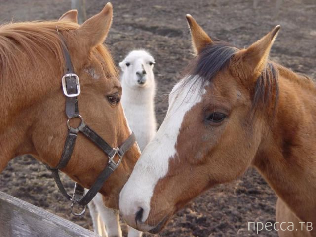 ����� �������� - �������� ��������, ����� 4 (48 ����)