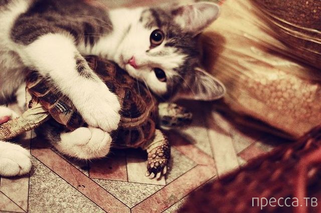 ����� �������� - �������� ��������, ����� 4 (48 ����)