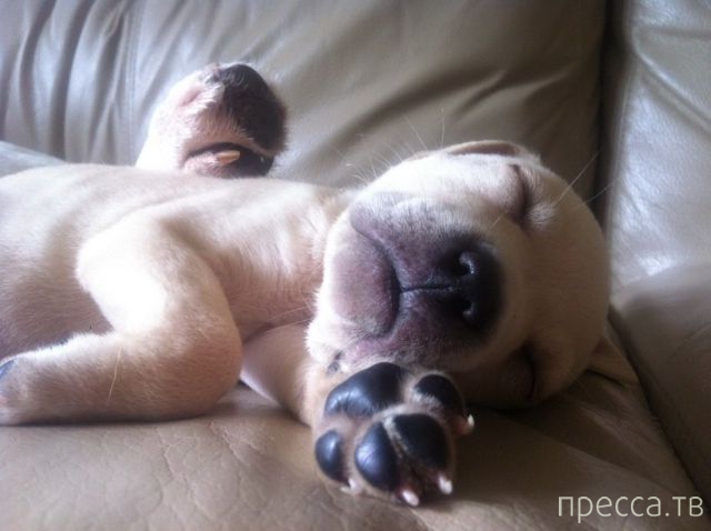 ����� �������� - �������� ��������, ����� 4 (48 ����)