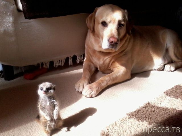 ����� �������� - �������� ��������, ����� 4 (48 ����)