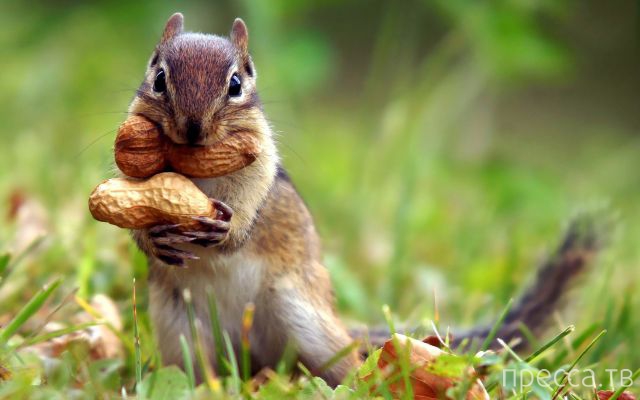 ����� �������� - �������� ��������, ����� 4 (48 ����)