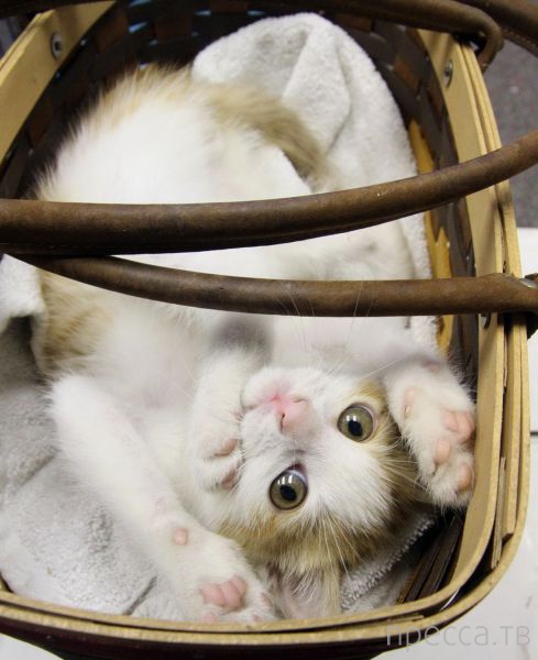 ����� �������� - �������� ��������, ����� 4 (48 ����)