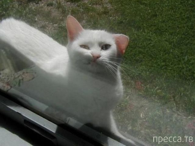 ����� �������� - �������� ��������, ����� 4 (48 ����)