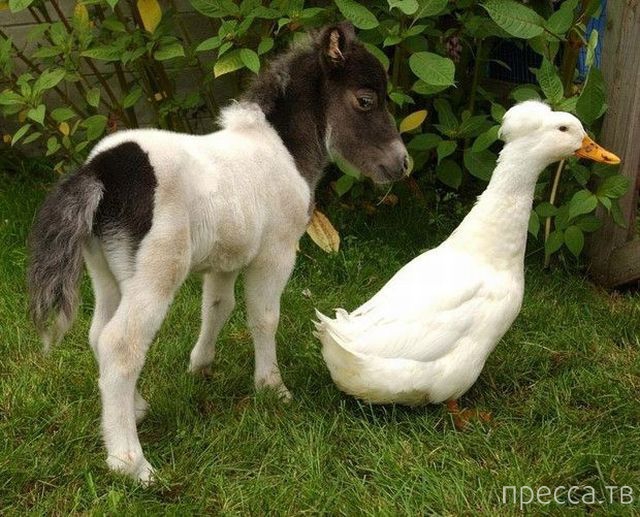 ����� �������� - �������� ��������, ����� 4 (48 ����)