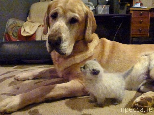 ����� �������� - �������� ��������, ����� 4 (48 ����)