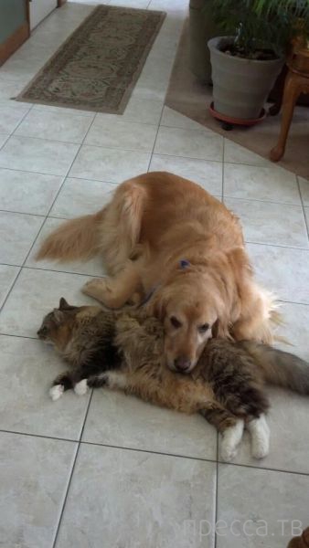 ����� �������� - �������� ��������, ����� 5 (45 ����)