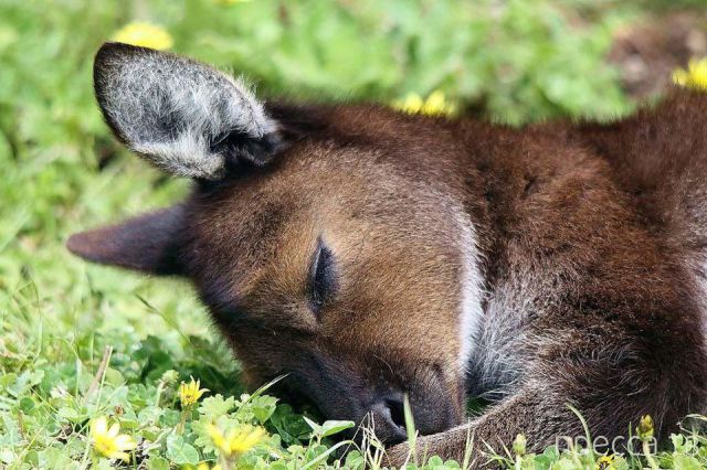 ����� �������� - �������� ��������, ����� 5 (45 ����)