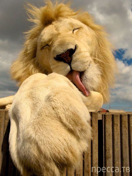 ����� �������� - �������� ��������, ����� 5 (45 ����)