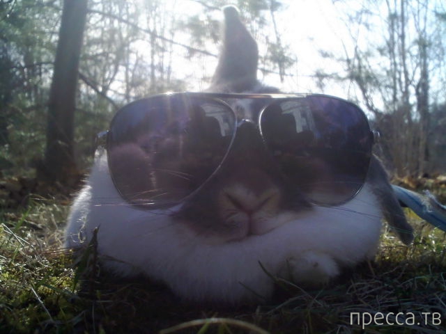 ����� �������� - �������� ��������, ����� 5 (45 ����)