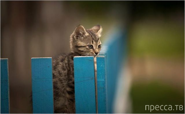 ����� �������� - �������� ��������, ����� 5 (45 ����)