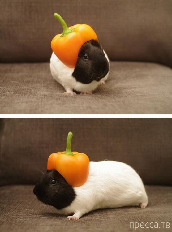 ����� �������� - �������� ��������, ����� 5 (45 ����)