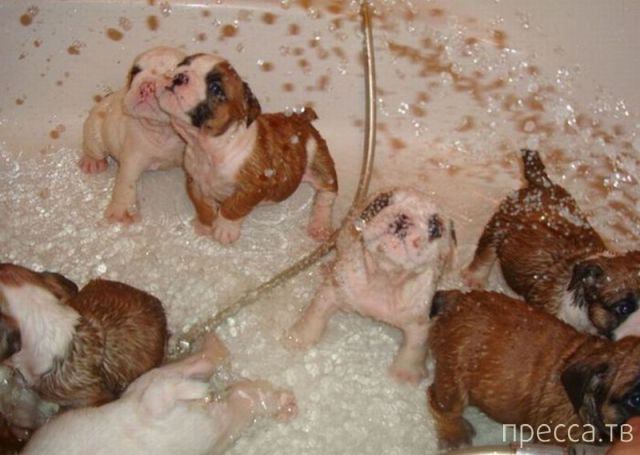 ����� �������� - �������� ��������, ����� 5 (45 ����)