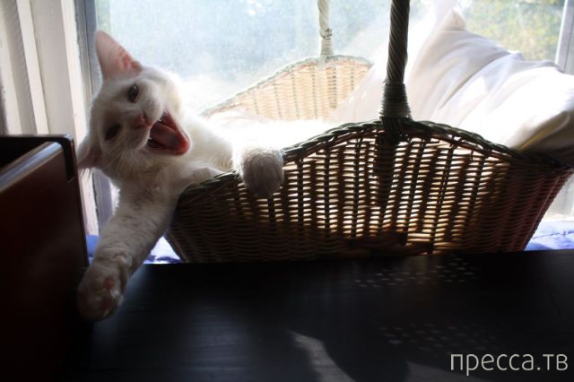 ����� �������� - �������� ��������, ����� 5 (45 ����)