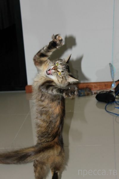 ����� �������� - �������� ��������, ����� 5 (45 ����)