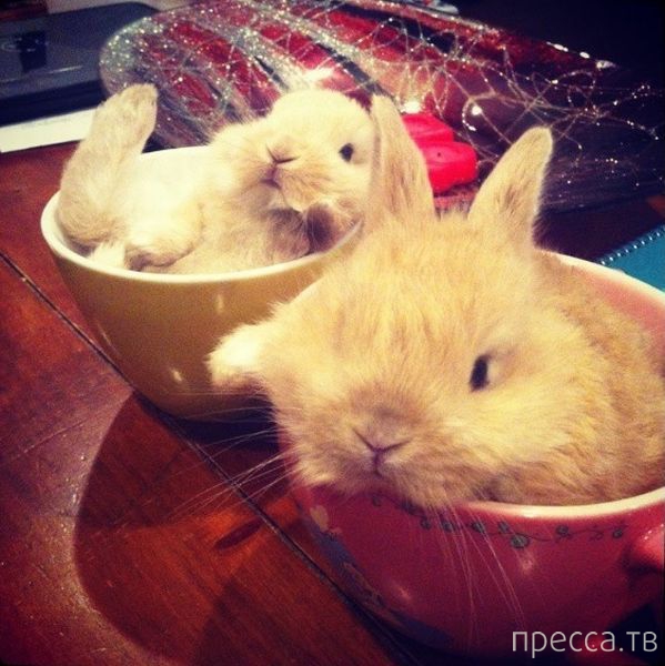 ����� �������� - �������� ��������, ����� 5 (45 ����)