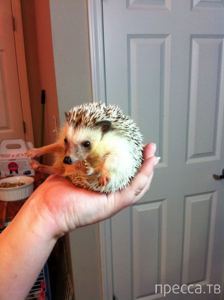 ����� �������� - �������� ��������, ����� 5 (45 ����)