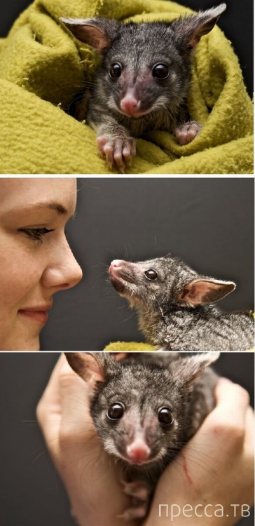 ����� �������� - �������� ��������, ����� 5 (45 ����)