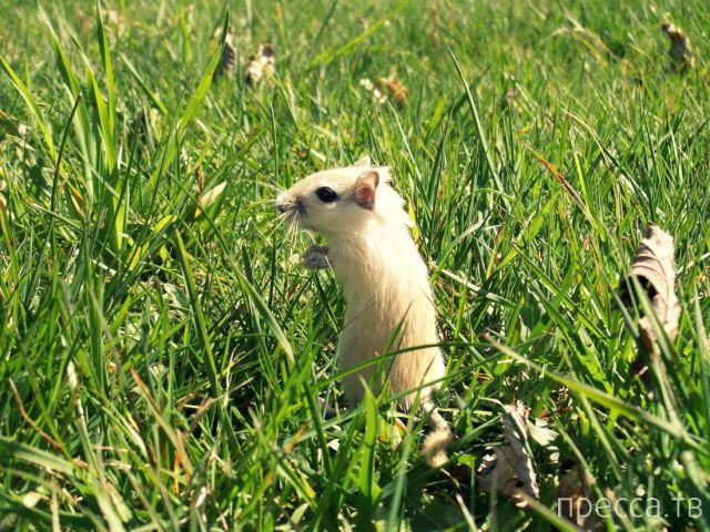 ����� �������� - �������� ��������, ����� 5 (45 ����)