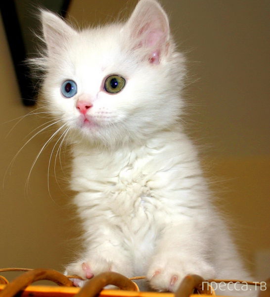 ����� �������� - �������� ��������, ����� 5 (45 ����)