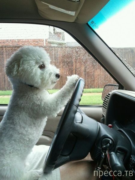 ����� �������� - �������� ��������, ����� 5 (45 ����)