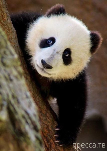 ����� �������� - �������� ��������, ����� 5 (45 ����)