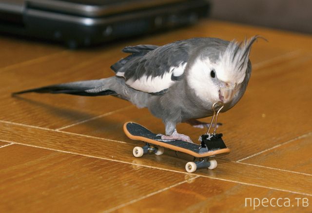 ����� �������� - �������� ��������, ����� 5 (45 ����)