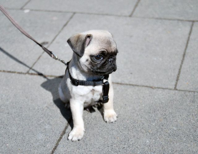 ����� �������� - �������� ��������, ����� 5 (45 ����)