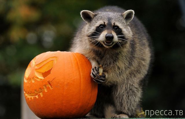 ����� �������� - �������� ��������, ����� 5 (45 ����)