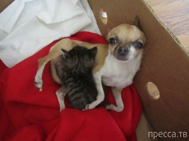 ����� �������� - �������� ��������, ����� 5 (45 ����)