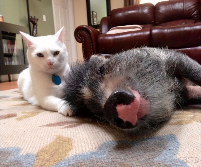 ����� �������� - �������� ��������, ����� 5 (45 ����)