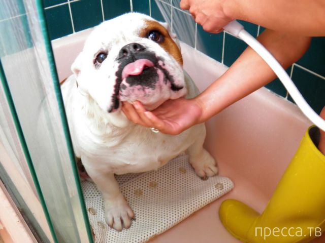 ����� �������� - �������� ��������, ����� 5 (45 ����)