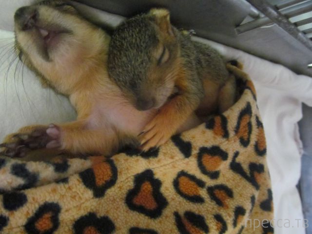 ����� �������� - �������� ��������, ����� 6 (48 ����)