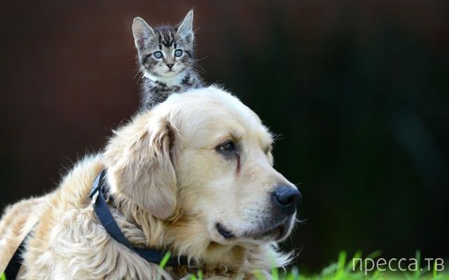 ����� �������� - �������� ��������, ����� 6 (48 ����)