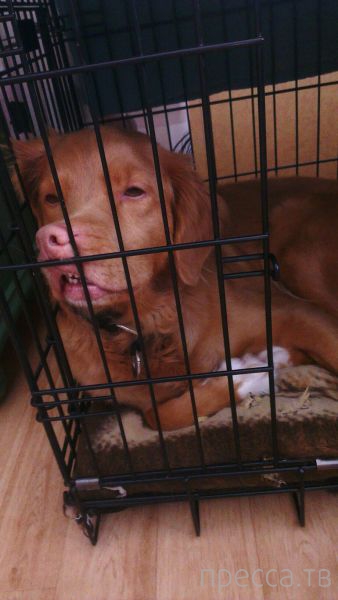 ����� �������� - �������� ��������, ����� 6 (48 ����)