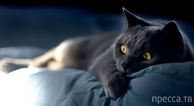 ����� �������� - �������� ��������, ����� 6 (48 ����)