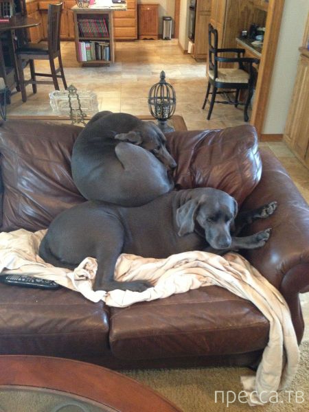 ����� �������� - �������� ��������, ����� 6 (48 ����)