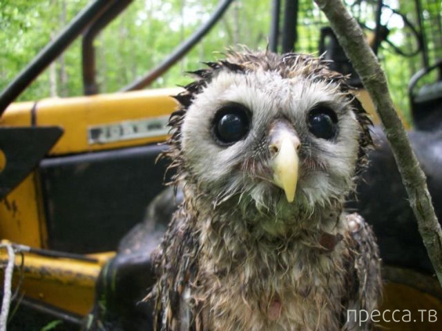 ����� �������� - �������� ��������, ����� 6 (48 ����)