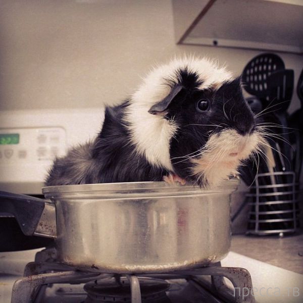 ����� �������� - �������� ��������, ����� 6 (48 ����)