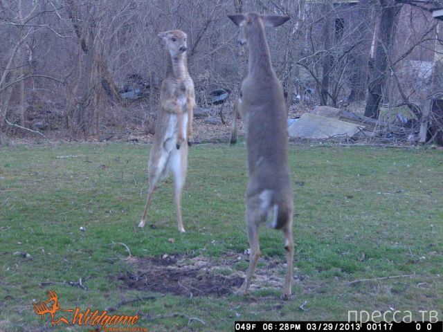 ����� �������� - �������� ��������, ����� 6 (48 ����)