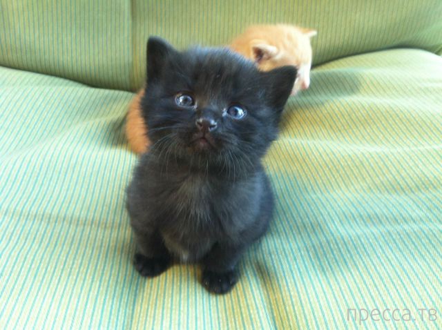 ����� �������� - �������� ��������, ����� 6 (48 ����)