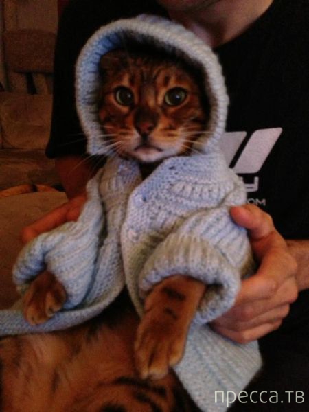 ����� �������� - �������� ��������, ����� 6 (48 ����)