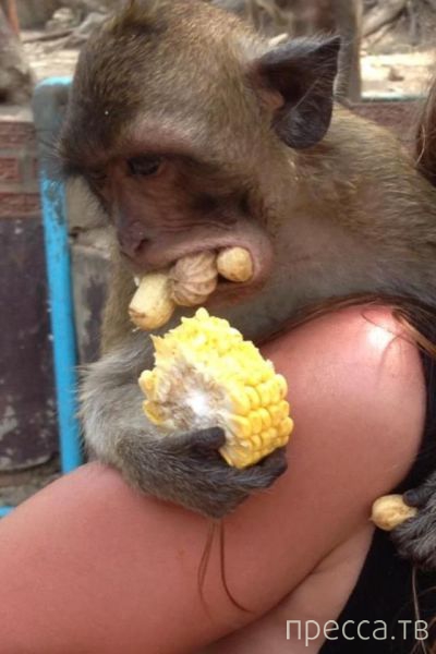 ����� �������� - �������� ��������, ����� 6 (48 ����)